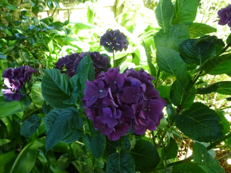 The deep purple colour is the result of a dark red flower meeting acidic soil and trying to turn blue.   